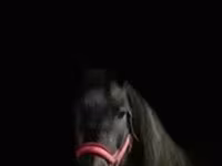 Yegua, Percheron — foto 4