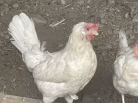 Leghorn — Foto 2