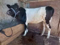 Cow, Cattle — photo 5