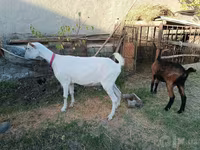 თხა, Saanen goat — ფოტო 7