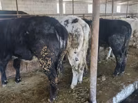 Bull, Belgian Blue — photo 2