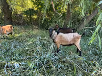 बकरा, बकरियाँ — फ़ोटो 2