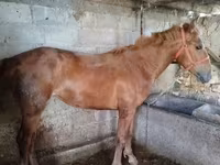 Yegua, Swedish warmblood horse — foto 2