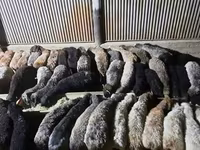 मेढ़ा, भेड़ — फ़ोटो 1