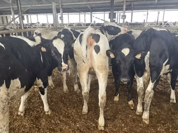 Vaca, Raza Holstein