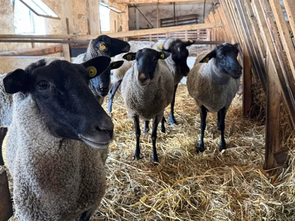 Oveja, Baerchuke sheep — Rusia