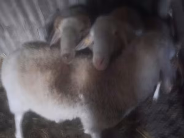 Ram, Assaf sheep
