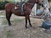 حصان, Thoroughbred horse — الصورة 1