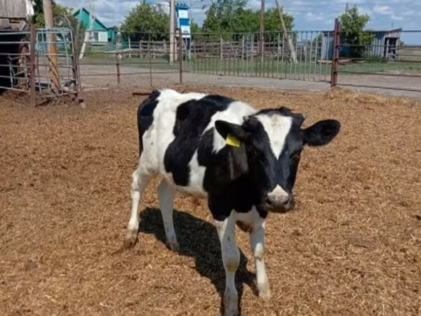 Bulle, Russian Black pied cattle