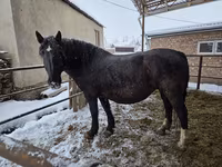 Mare, Horses — photo 3
