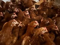 Chickens — Foto 7