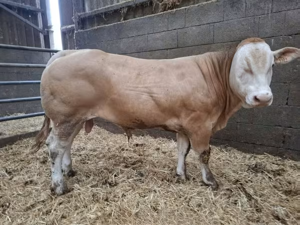 Bulle, Blonde d’Aquitane cattle