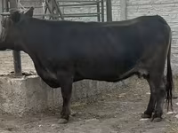 母牛, Cattle — 照片 4