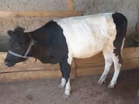 Cow, Cattle — photo 4
