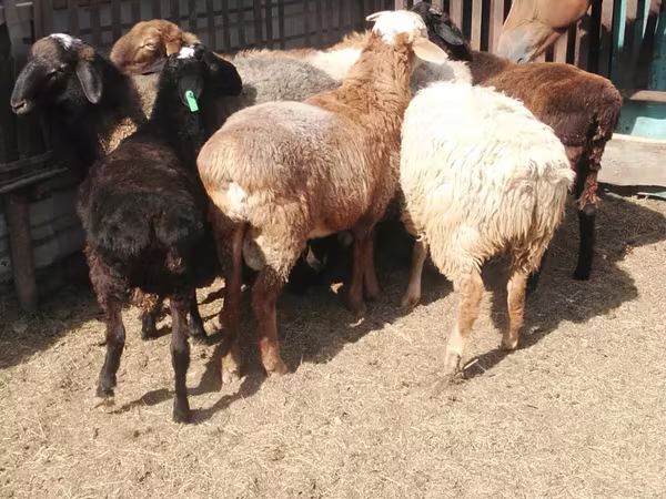 Ram, Sheep