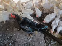 ბრაჰმა — ფოტო 8