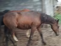 ცხენი, Horse breed — ფოტო 8