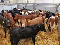 Bull, Cattle — photo 2