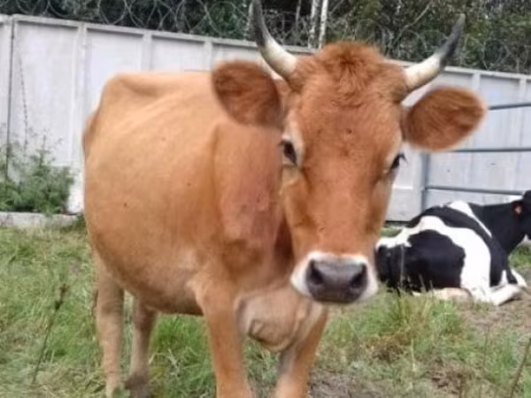 Kuh, Jersey-Rasse