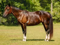 კვიცი, American paint horse — ფოტო 2