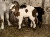 बकरा, Kamori goats — फ़ोटो 5