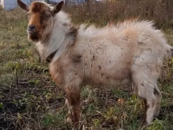 თხა, თხები — რუსეთი