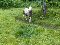 ვერძი, Romanov sheep — ფოტო 2