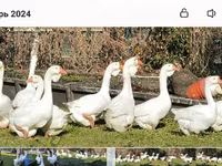 Geese — Foto 2