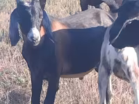 تيس, Nubian Goat — الصورة 2