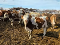 Kuh, Aberdeen-Angus — Foto 6