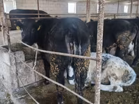 Bull, Belgian Blue — photo 6
