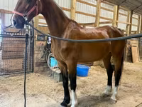 კვიცი, Dutch warmblood horse — ფოტო 4