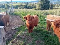 गाय, Highland — फ़ोटो 2