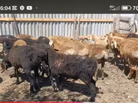 كبش, Kazakh fat-tailed coarsewool sheep — الصورة 4