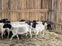 Carnero, Precoce sheep — foto 8