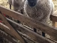 ცხვარი, Blackheaded Persian sheep — ფოტო 1