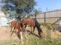 Mare, Thoroughbred horse — photo 4