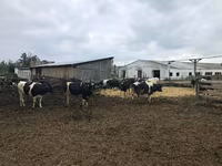 Vaca, Raza Holstein — foto 1
