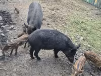 Säue, Schweine — Foto 5