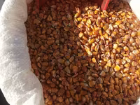 Vind Griu-Orz si Porumb+livrare gratis mun Chisinau — الصورة 3