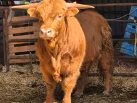 Toro, Highland — foto 1