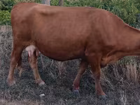 Bull, Cattle — photo 4