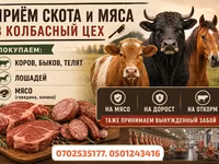 Vaca, Ganado vacuno — foto 2