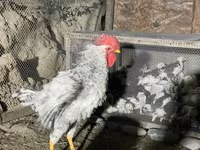 Chickens — फ़ोटो 7