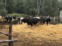 Vaca, Raza Holstein — foto 4