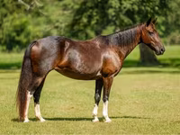 კვიცი, American paint horse — ფოტო 1