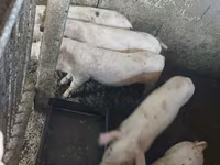 Säue, Schweine — Foto 3