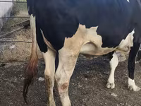 Kuh, Russian Black pied cattle — Foto 5
