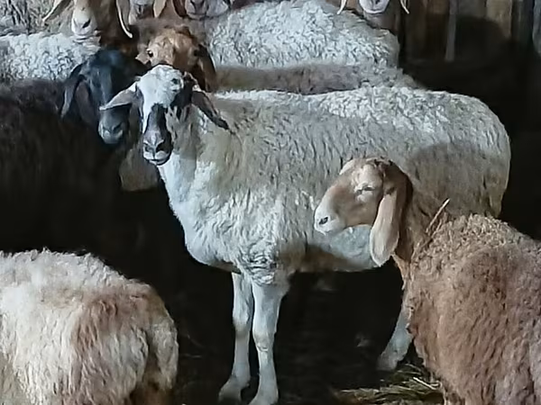 Oveja, Ovejas