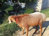 मेढ़ा, Agin sheep — फ़ोटो 2